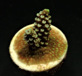Acropora spp. (Grade A) (frag)