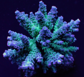 Acropora tenuis (Grade A)