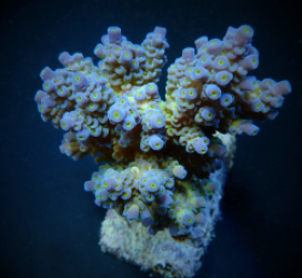 Acropora tenuis (Blueish)