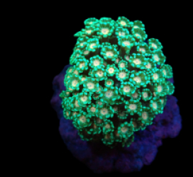 Alveopora sp. (Ultra) (M) pb 630