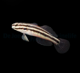 Amblygobius linki - T.B.