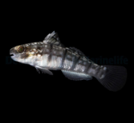 Amblygobius phalaena - DJM Bred