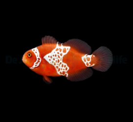 Amphiprion biaculeatus - gibbosus (Lightning) - DJM Bred