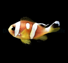 Amphiprion bicinctus (Spotcinctus) - DJM Bred