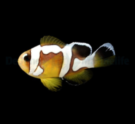Amphiprion bicinctus (Spotcinctus) - DJM Bred