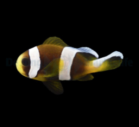 Amphiprion latifasciatus - DJM Bred