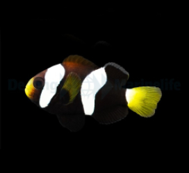 Amphiprion milii - DJM Bred