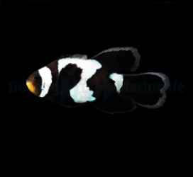 Amphiprion ocellaris (Longfin Black Snowflake) - DJM Bred