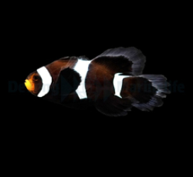 Amphiprion ocellaris (Longfin Darwin) - DJM Bred