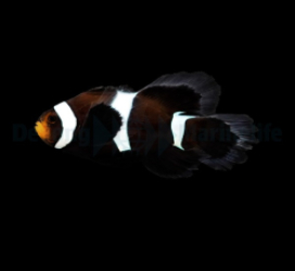 Amphiprion ocellaris (Longfin Darwin) - DJM Bred