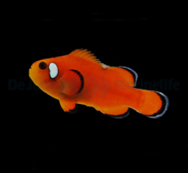 Amphiprion ocellaris (Domino Orange) - DJM Bred