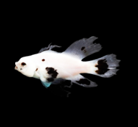 Amphiprion ocellaris (Longfin Snow Storm) 1 - 79e