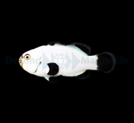 Amphiprion percula (Platinum) - DJM Bred