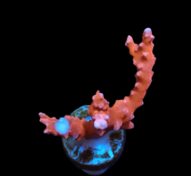 Anacropora spinosa (TNT) (DJM frag) pb 090