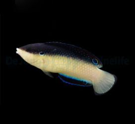 Anampses neoguinaicus