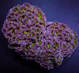 Euphyllia ancora (Two Tone)