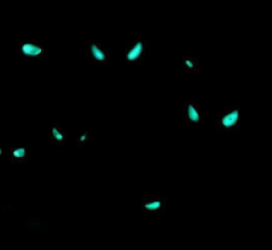 Anomalops katoptron