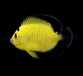 Apolemichthys xanthopunctatus - T.B.