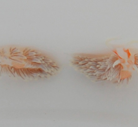 Berghia stephanieae
