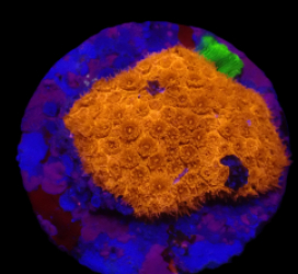 Bernardpora stutchburyi (Solid Orange) (DJM frag) o 054