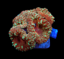 Blastomussa wellsi (Special Colored) pb 634