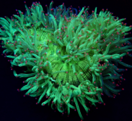 Catalaphyllia jardinei (Premium)