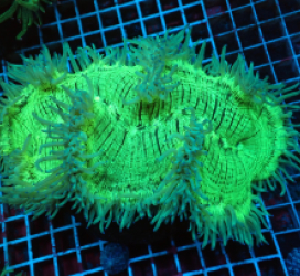 Catalaphyllia jardinei (Striped) (Blue Tip) (XL) lps 146