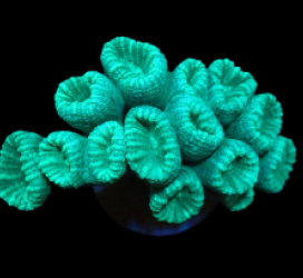 Caulastraea curvata (Green) (DJM Grown) pb 064