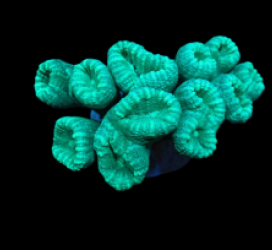 Caulastraea curvata (Green) (DJM Grown) pb 517