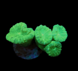 Caulastraea curvata (Green) (Ultra) (DJM Grown) pb 068