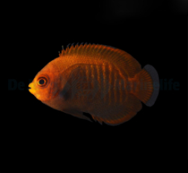 Centropyge aurantia - T.B.