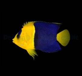 Centropyge bicolor