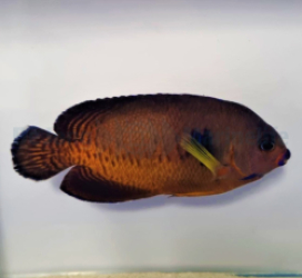 Centropyge bispinosa (Tiger tail)