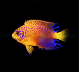 Centropyge interruptus - T.B.