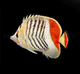 Chaetodon paucifasciatus