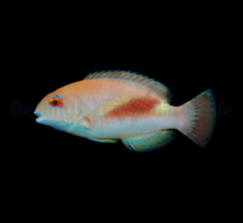 Choerodon zamboangae