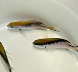 Chromis nitida (Australia)