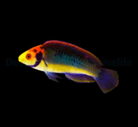 Cirrhilabrus aquamarinus
