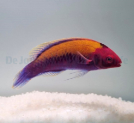 Cirrhilabrus aurantidorsalis