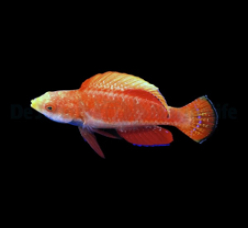 Cirrhilabrus cyanogularis