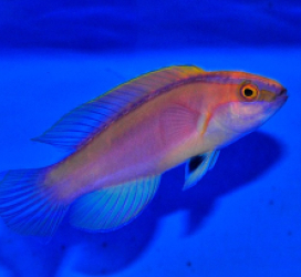 Cirrhilabrus roseafascia (male)