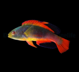 Cirrhilabrus scottorum