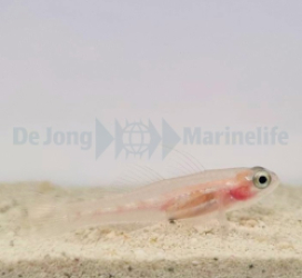 Coryphopterus personatus