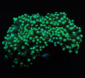 Euphyllia cristata (Green) (Premium)