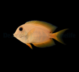 Ctenochaetus binotatus