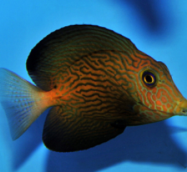 Ctenochaetus hawaiiensis