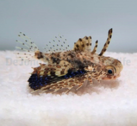 Dactyloptena orientalis