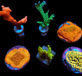 De Jong Marinelife (Montipora Ultra Selection) pb 310
