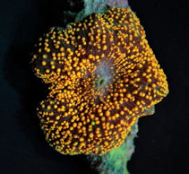 Discosoma spp. (Interstellar) (1 ear)