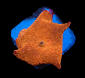 Discosoma sp. (Red Ultra) (L) pb 359